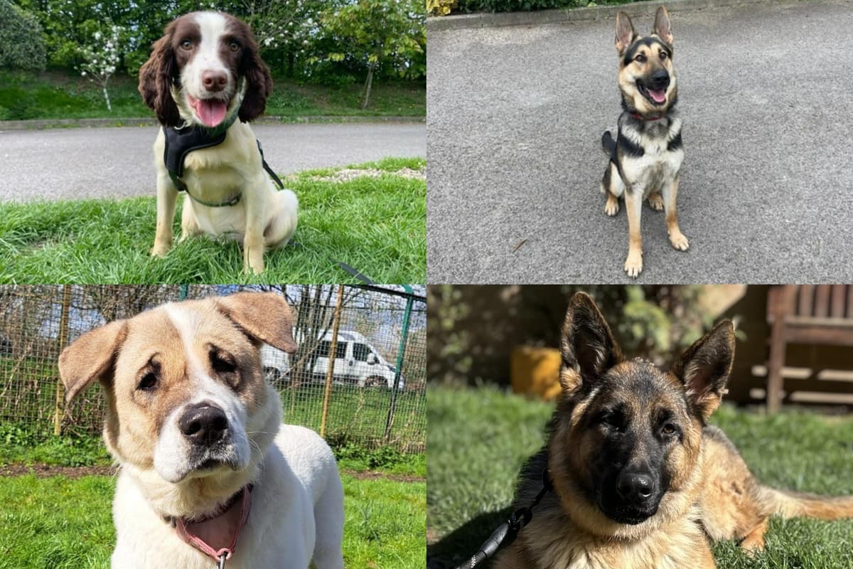Common Rescue Dogs IN PICTURES: 14 adorable dogs available for adoption and looking for ...