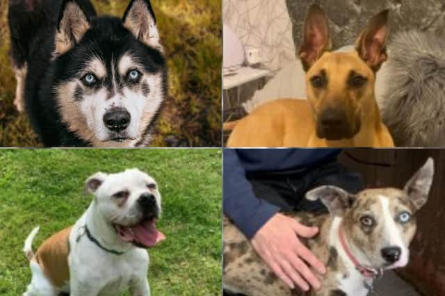 Here are 12 dogs that are looking for their forever home along the coast.