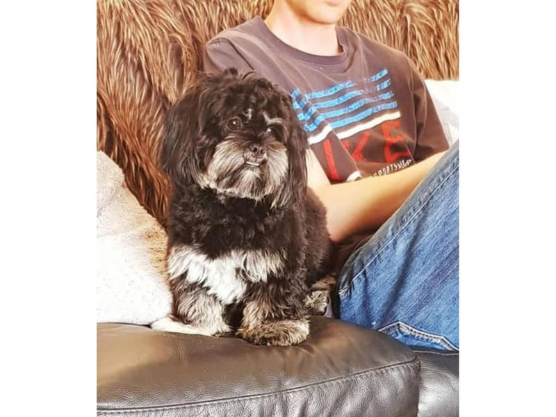 This little dog called Delilah is very expressive.