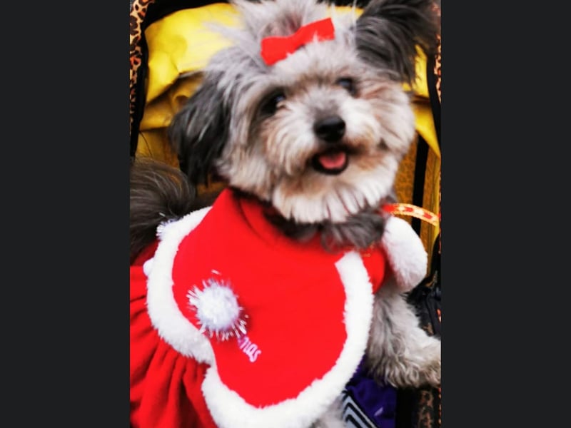 Here is Bridlington pooch Luna looking lovely in her fancy dress.
