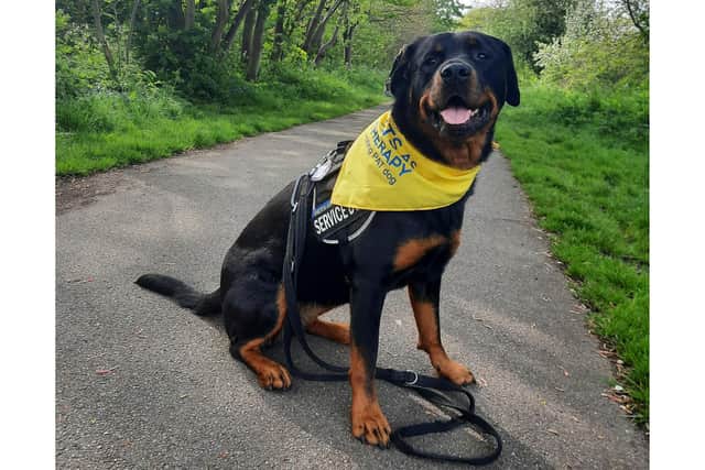 Helen Maxwell describes Dempsey as a "kind, friendly, happy, attention-loving pup" which she knew would be perfect as a therapy dog.