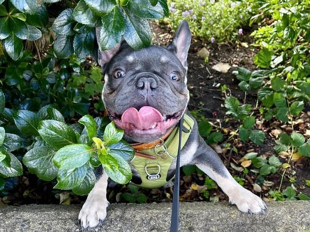 This happy little dog is from Scarborough.