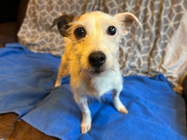 Maxine is a nine-year-old Jack Russell Cross who is a lovely little lady that came to the centre via an inspector after her previous owner could sadly no longer take care of her. Maxine is a very sweet natured dog who absolutely loves a fuss and loves sitting on your knee for cuddles. She likes to have a potter out and about although she is not too active so does not need a huge amount of exercise. Maxine much prefers being tucked up in a cosy warm home or snuggled on your knee. Maxine will make a super addition to the family and will make the family lucky enough to adopt her a wonderful and loving pet.