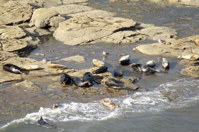 Common grey seal colony, north of Scarborough.