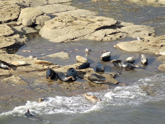 Common grey seal colony, north of Scarborough.
