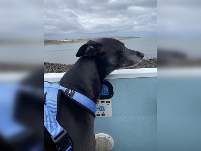 Stanley the dog enjoying the open top bus as it drives along marine drive.