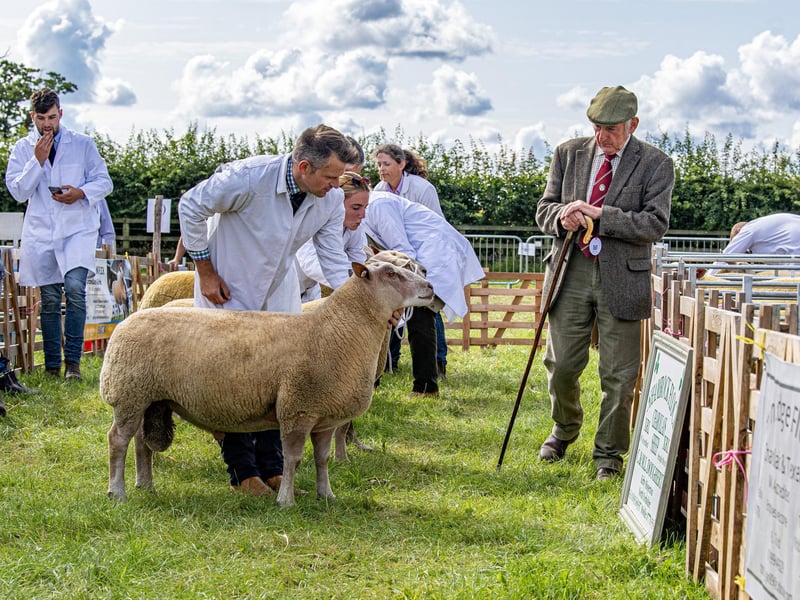 David Norman judging the Charolais sheep class