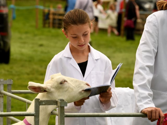 A goat takes a fancy to the programme as a girl tries to read it