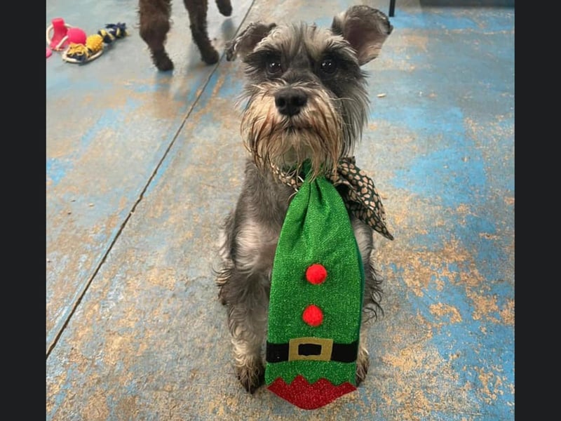 Here is Peppa from Whitby, wearing a very fetching Christmas tie.