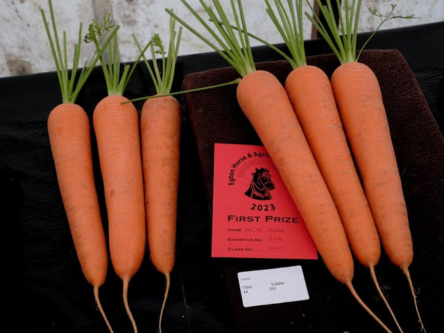 Prize winning carrots