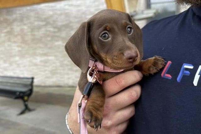 This tiny Dachshund puppy is called Bea.