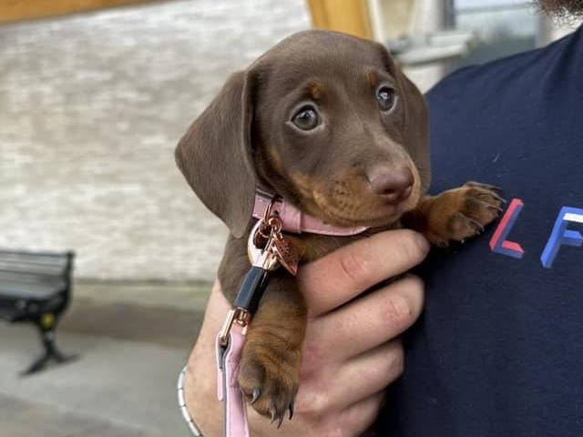 This tiny Dachshund puppy is called Bea.