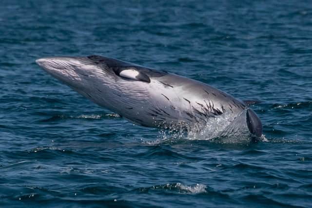 Wildlife photographer Steve Shipley captured the whale with almost its whole body out of the water - Image: Steve Shipley/SWNS