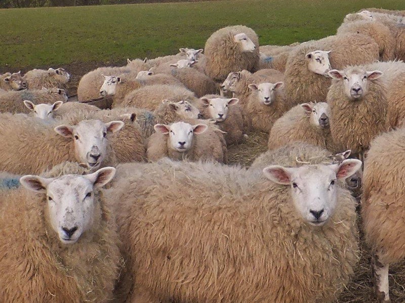 Ruswarp, Sneaton, Stainsacre walk - sheep at Sneaton.