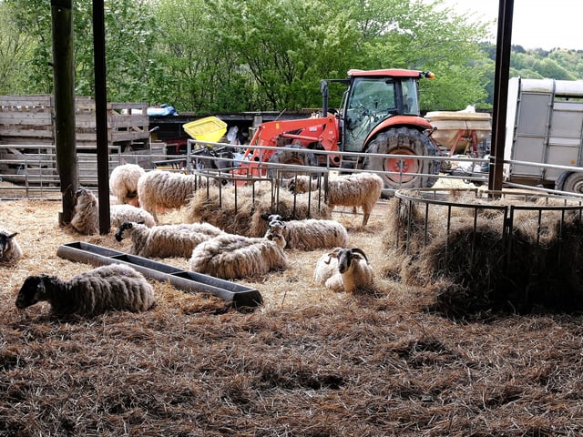 Whilst you are looking at the lambs, the sheep will be relaxing.