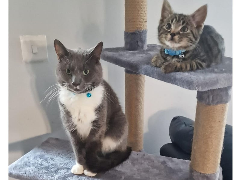 Here are kitties Simba and Acorn who live in Whitby- they were both rescued from from Amotherby Cat and Kitten Rescue.