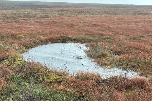 Mexborough peatlands, near Helmsley.