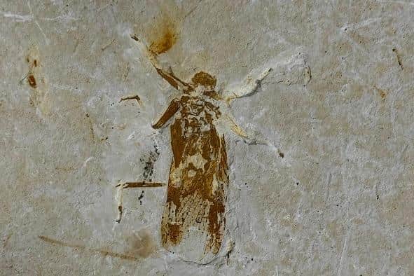 A close up of one of the fossils