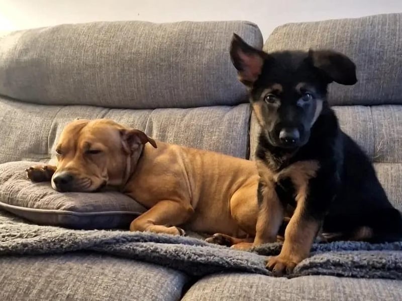 Molly and Zeus, by Lesley Hudson.