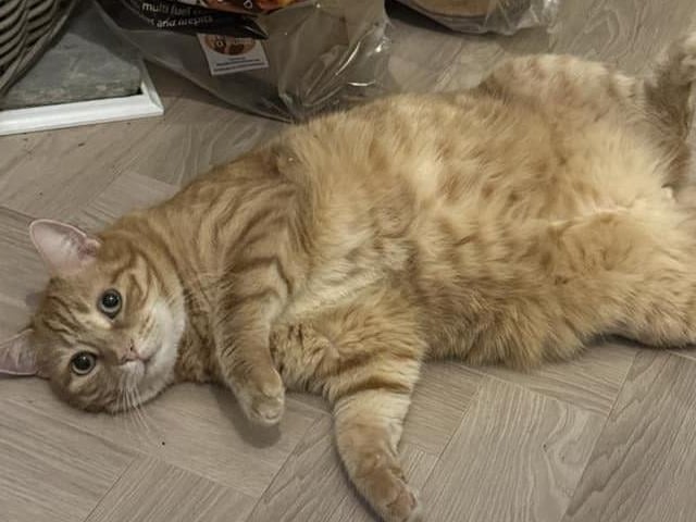 Leo having a lay down!