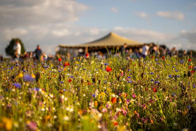 Flower Belt looking spectacular at Helmsley.