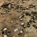 Thousands of dead crabs and lobsters began washing ashore between Hartlepool and Whitby in October 2021.