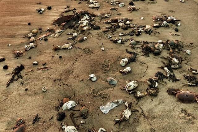 Thousands of dead crabs and lobsters began washing ashore between Hartlepool and Whitby in October 2021.