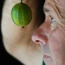 Graeme Watson the Chairman of the Egton Bridge Old Gooseberry Society checks one of his Gooseberry's