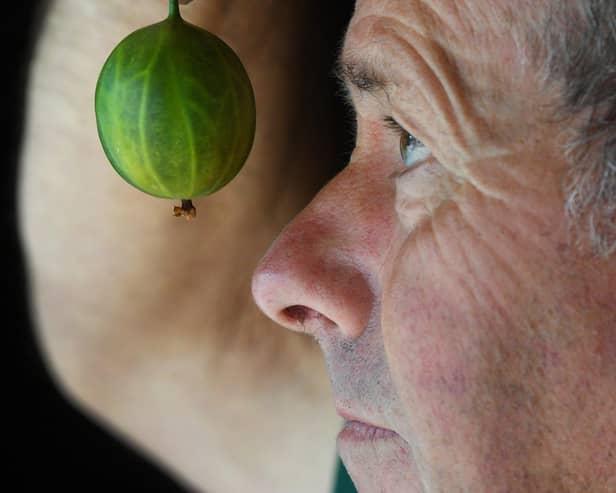 Graeme Watson the Chairman of the Egton Bridge Old Gooseberry Society checks one of his Gooseberry's