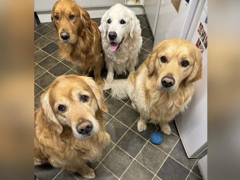 Jack, Buddy, Lewis and Mo, picture by Joanne Abbott.