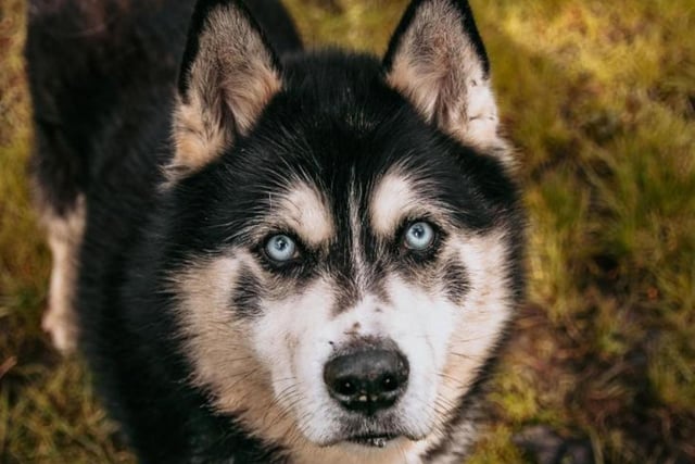 Tyler is a 10 year old Siberian Husky. He came into the RSPCA's care after his previous owner became unwell. Tyler has arthritis and some complex needs, but he is friendly and just needs an understanding owner.
Call 07939 247202 to enquire.