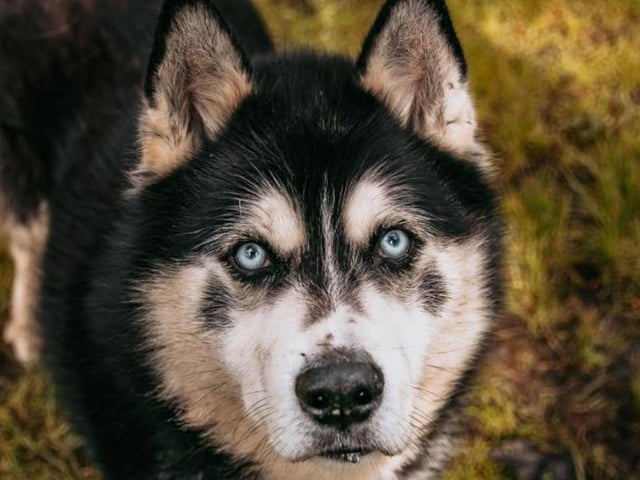 Tyler is a 10 year old Siberian Husky. He came into the RSPCA's care after his previous owner became unwell. Tyler has arthritis and some complex needs, but he is friendly and just needs an understanding owner.
Call 07939 247202 to enquire.