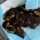 The rescued ducklings.