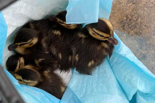 The rescued ducklings.