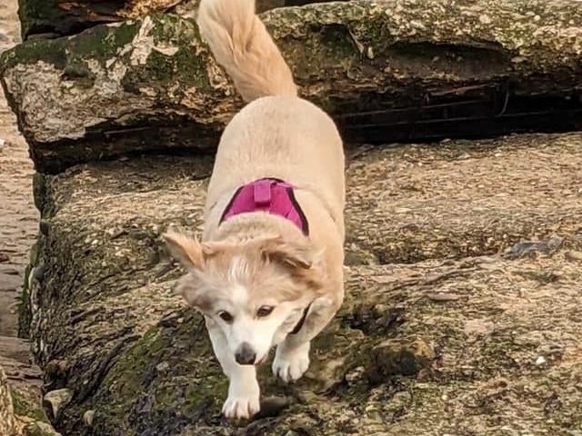 Pearl enjoying Cayton Bay.