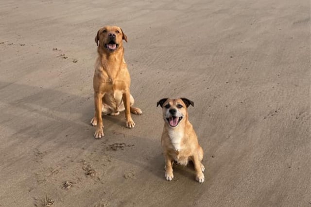 Rufus and Bear at Cayton Bay, submitted by Louise Peers.