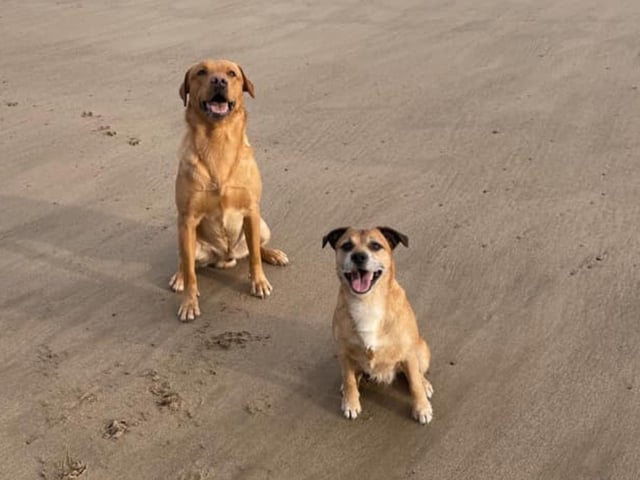 Rufus and Bear at Cayton Bay, submitted by Louise Peers.