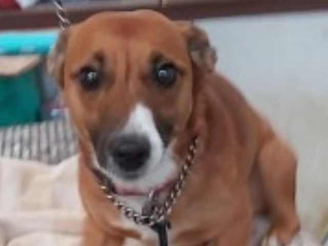 Miley is a lively 4/5 year old Jack Russell cross, who likes to do his own thing. He would suit being homed with a single, male owner.
Call Bob on 01947 810787 to enquire.