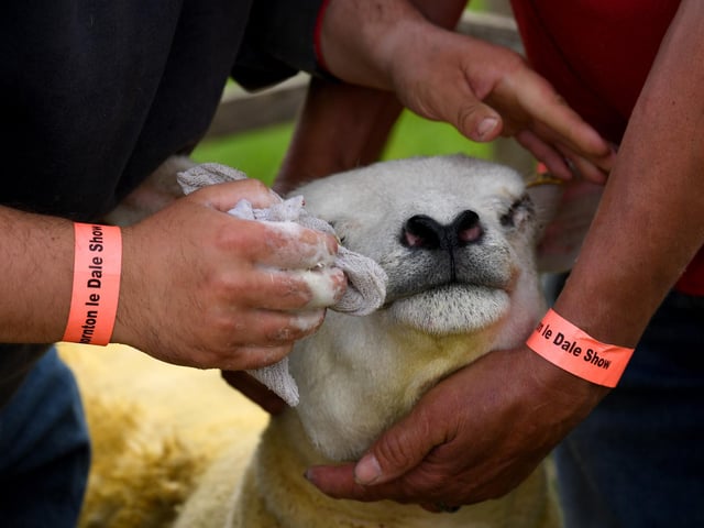 Valais blacknose sheep called Legacy