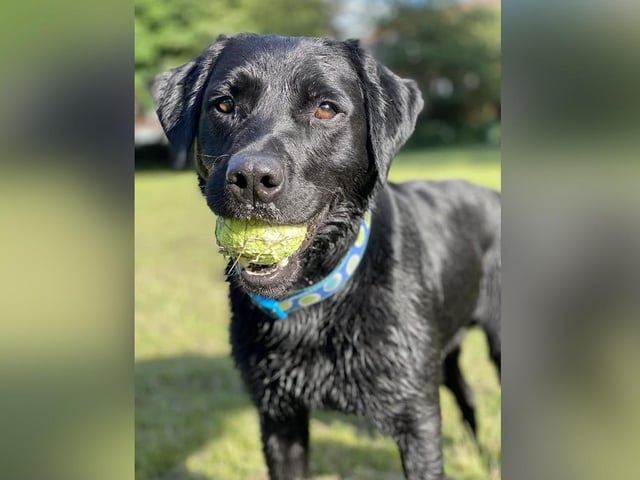 Gus, submitted by Lisa Hiley.