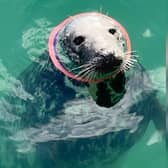 On Monday May 26 the ‘Save our Seals from Flying Rings’ campaign was launched by the Seal Alliance. The Photo: BDMLR.
