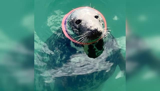 On Monday May 26 the ‘Save our Seals from Flying Rings’ campaign was launched by the Seal Alliance. The Photo: BDMLR.