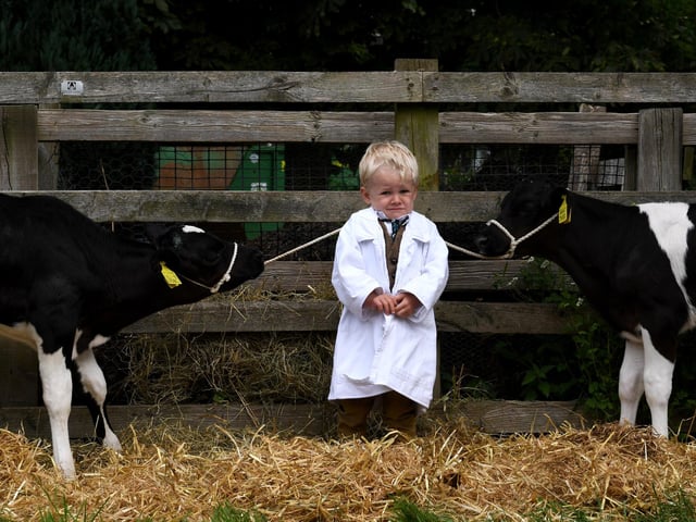 Ted Howarth, aged three from Pickering, looks less than impressed by the young calves at the show
