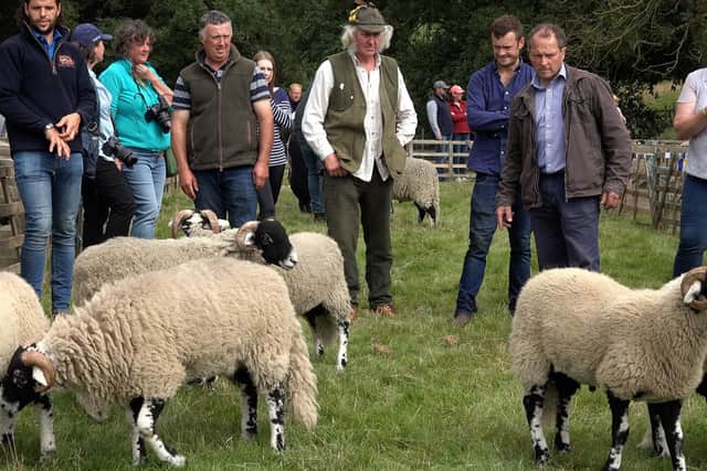 Sheep judging at Farndale Show.