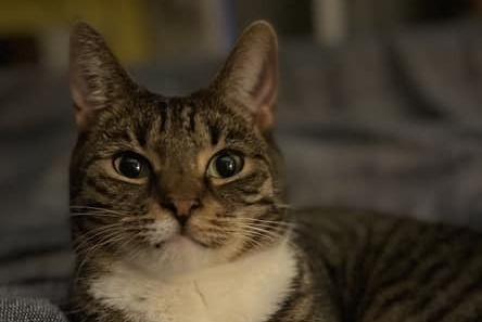 This cat is looking purrrrfect...