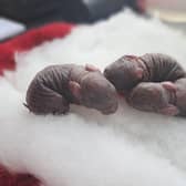 Whitby Wildlife Sanctuary (WWS) have taken in three newborn rabbits after a resident in Bridlington reported them after finding the mother near by.  (Pic: Whitby Wildlife Sanctuary)