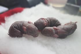 Whitby Wildlife Sanctuary (WWS) have taken in three newborn rabbits after a resident in Bridlington reported them after finding the mother near by.  (Pic: Whitby Wildlife Sanctuary)