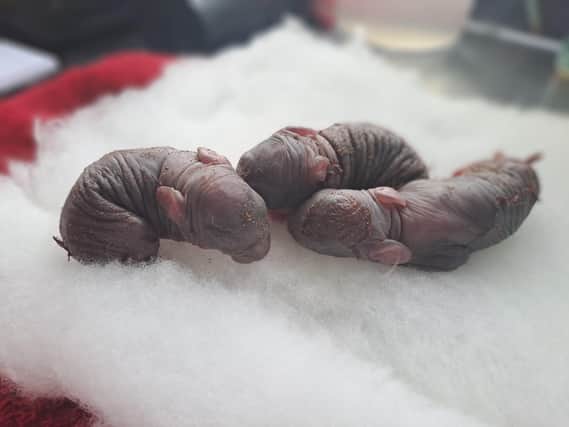 Whitby Wildlife Sanctuary (WWS) have taken in three newborn rabbits after a resident in Bridlington reported them after finding the mother near by.  (Pic: Whitby Wildlife Sanctuary)