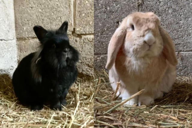 Evie and Thumper are a bonded pair who came to the RSPCA as unwanted pets. Evie is a black Lionhead aged five-years-old and Thumper is a Lop aged three-years-old. If you are interested, call 07850190397 or head to the RSPCA website and fill out the Perfect Match Form.