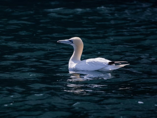A gannet bobbing along on the North Sea.
